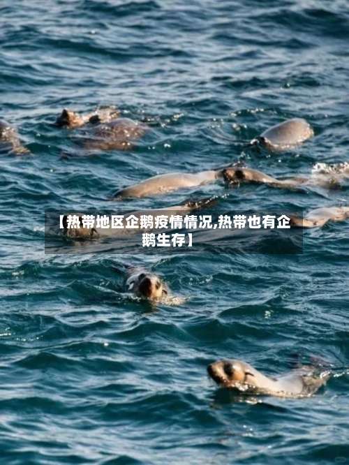 【热带地区企鹅疫情情况,热带也有企鹅生存】-第1张图片