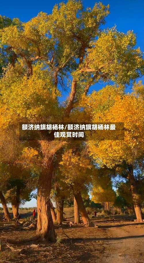 额济纳旗胡杨林/额济纳旗胡杨林最佳观赏时间-第1张图片
