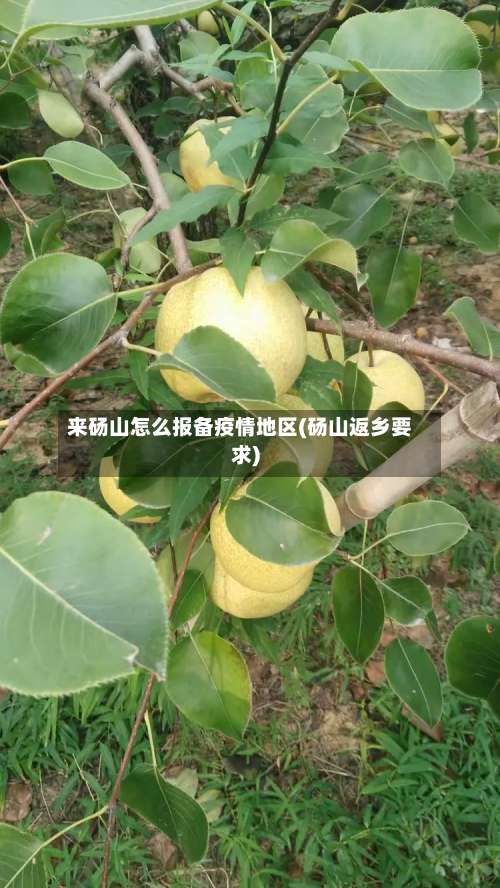 来砀山怎么报备疫情地区(砀山返乡要求)-第1张图片