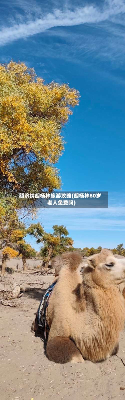 额济纳胡杨林旅游攻略(胡杨林60岁老人免费吗)-第1张图片