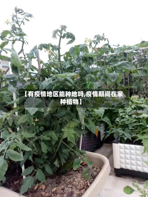 【有疫情地区能种地吗,疫情期间在家种植物】-第2张图片