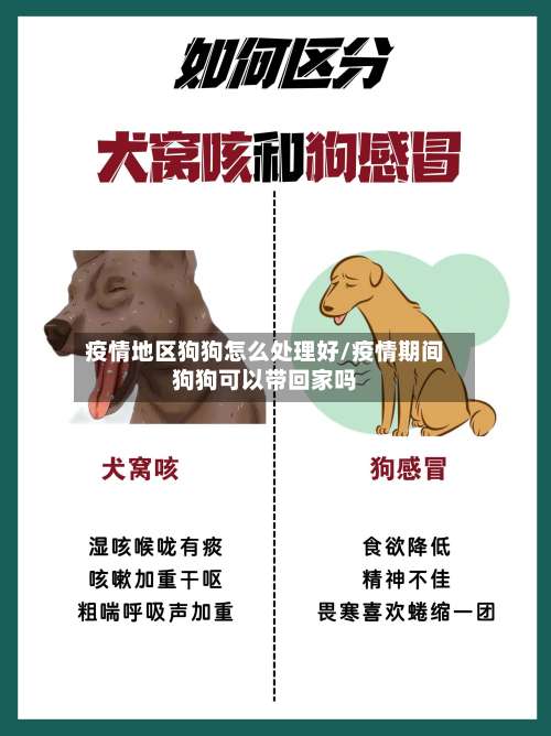 疫情地区狗狗怎么处理好/疫情期间狗狗可以带回家吗-第1张图片